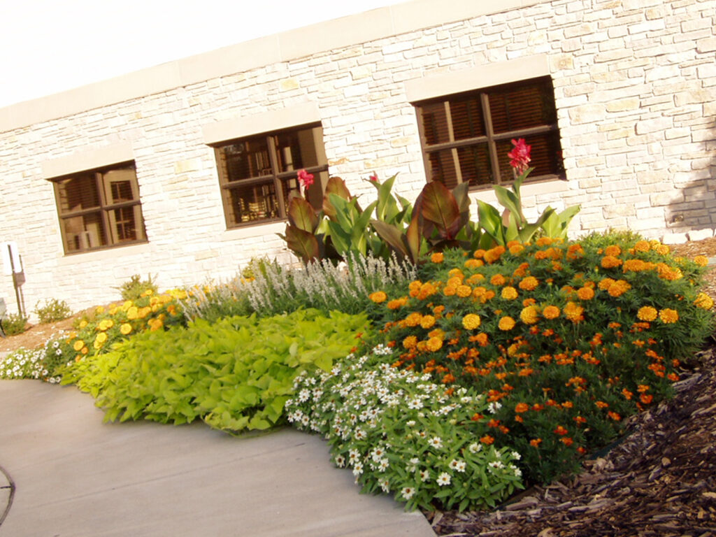 Marigolds and cannas in a flower bed along a limestone commercial building