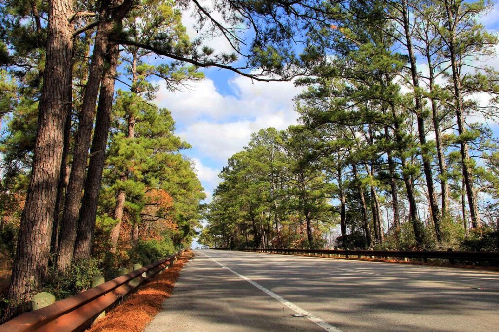 Pine Forest in Bastrop, TX