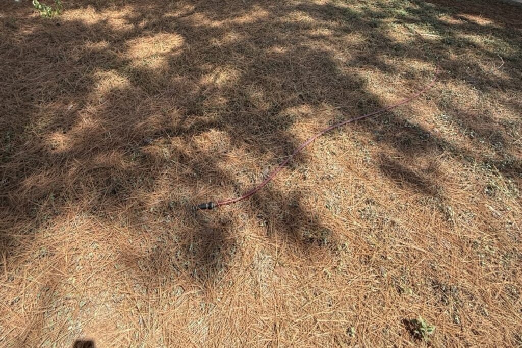 Thick mat of pine needles smothering a lawn in Bastrop, TX