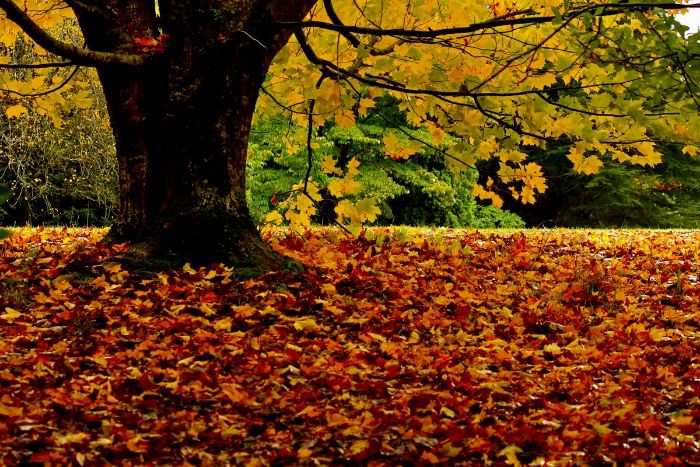 Seasonal Cleanups