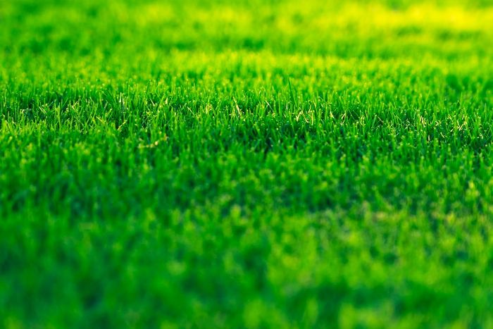 Spring Fertilizing